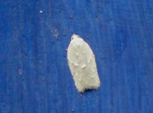 Acleris logiana
